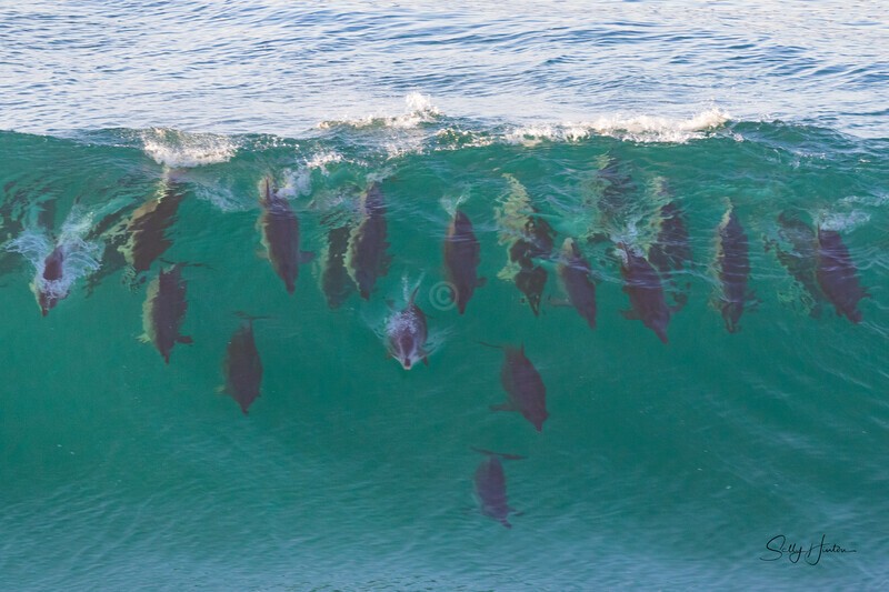 Wave of Dolphins1 0A3A9614 - Dolphins