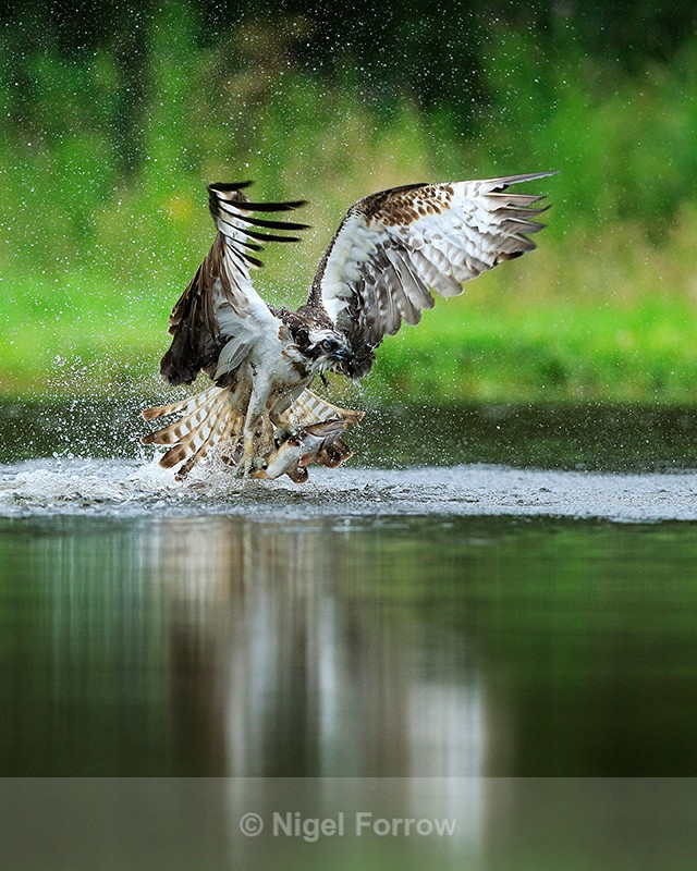 Scottish Osprey bursts from water with fish at Rothiemurchus - Osprey