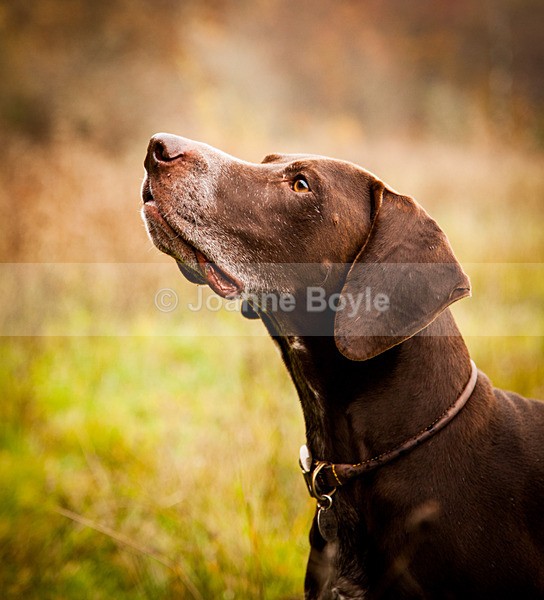 IMG_2127 - Dog Portrait Photography