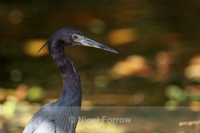 Little Blue Heron, Corkscrew Swamp, Florida - Little Blue Heron