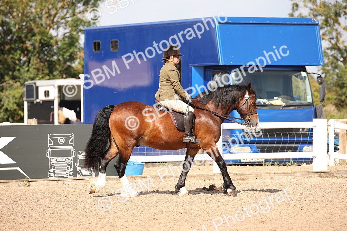 SBM_03386 - Class 18 Handsomest Gelding (IH or Ridden)