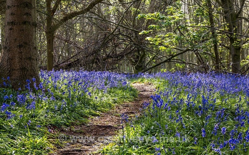 No 0108 Bluebells - Landscape