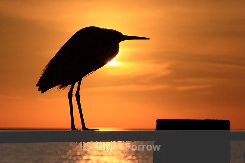 Great Egret silhouette, Fort De Soto, Florida - Great Egret