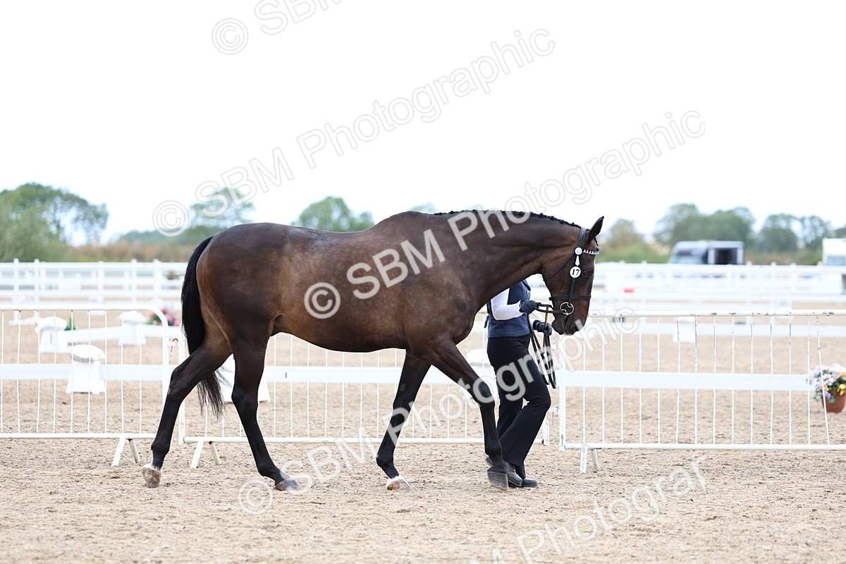 SBM_05679 - Class 28 - IH Veteran Horse