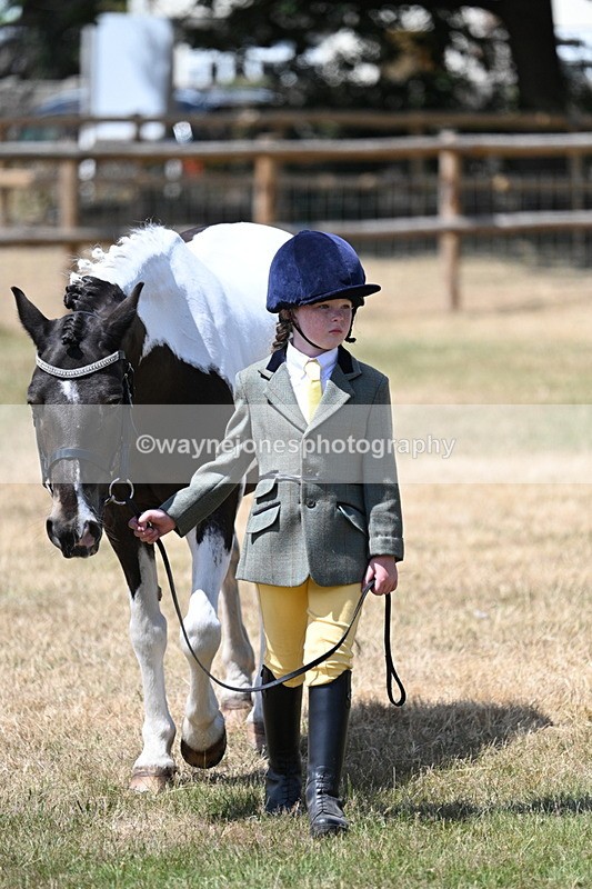 WJ7_2233 - Class 5 Most Handsome Gelding (up to 14.2hh) in hand