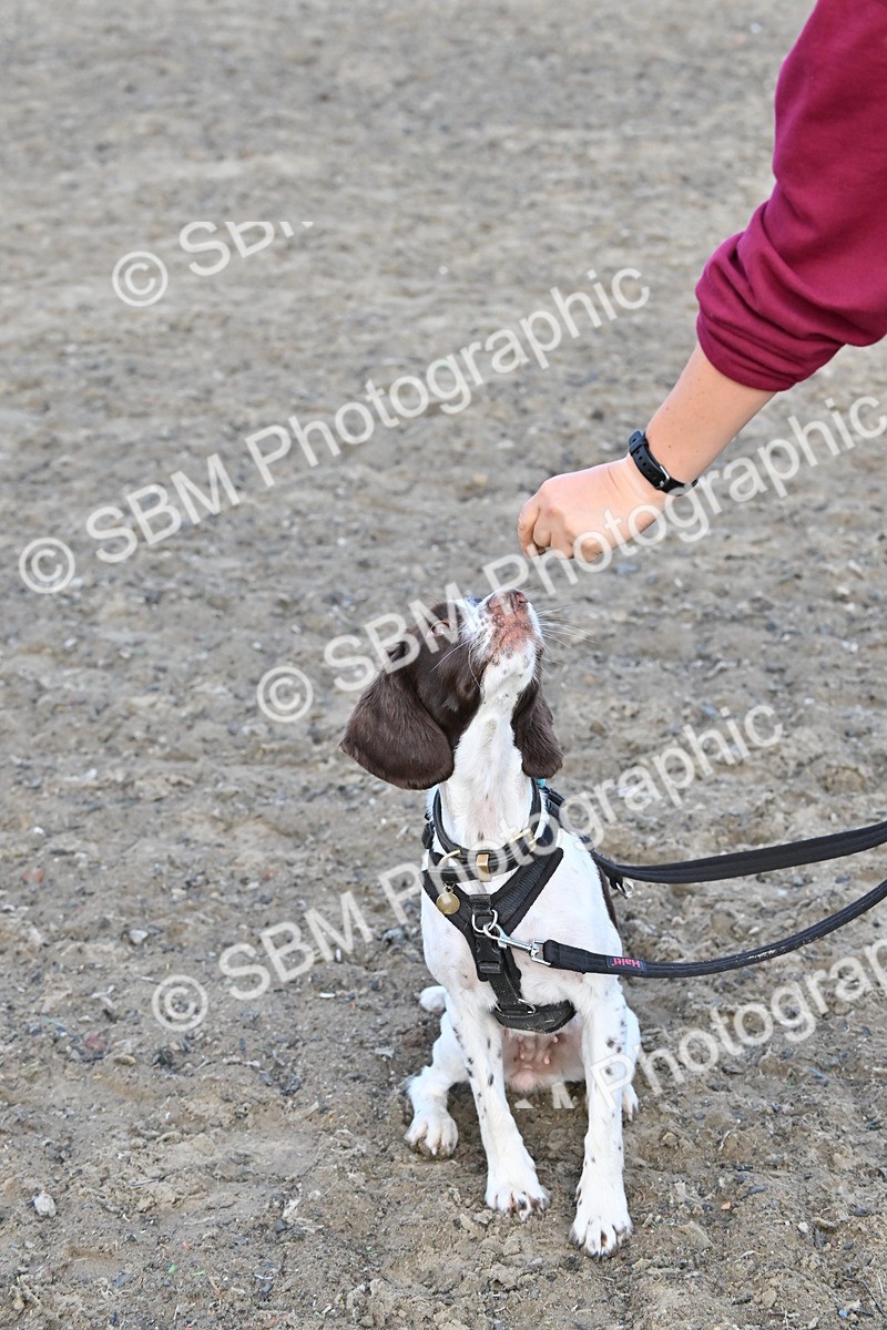 SBM_09531 - Lorry Dogs