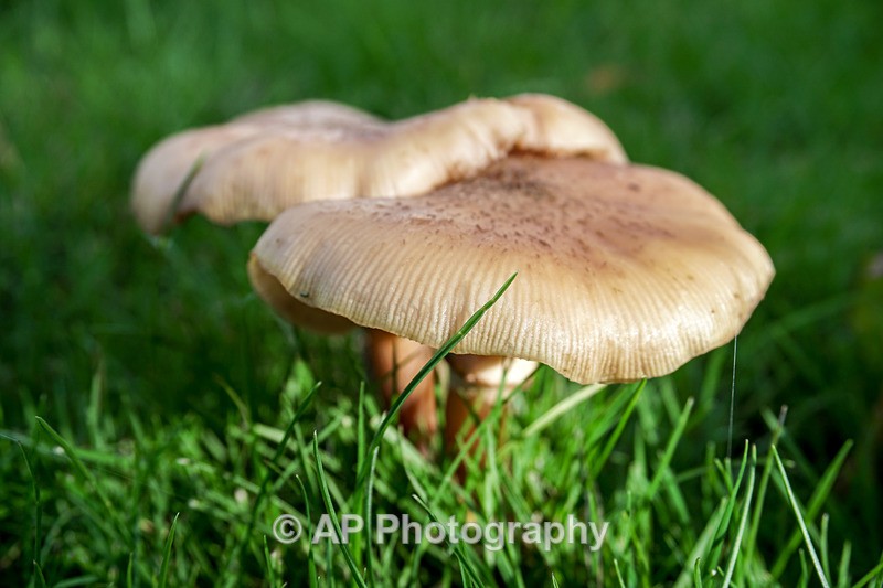 Armillaria mellea - (Honey fungus) - ACP04852-1 - Fungi