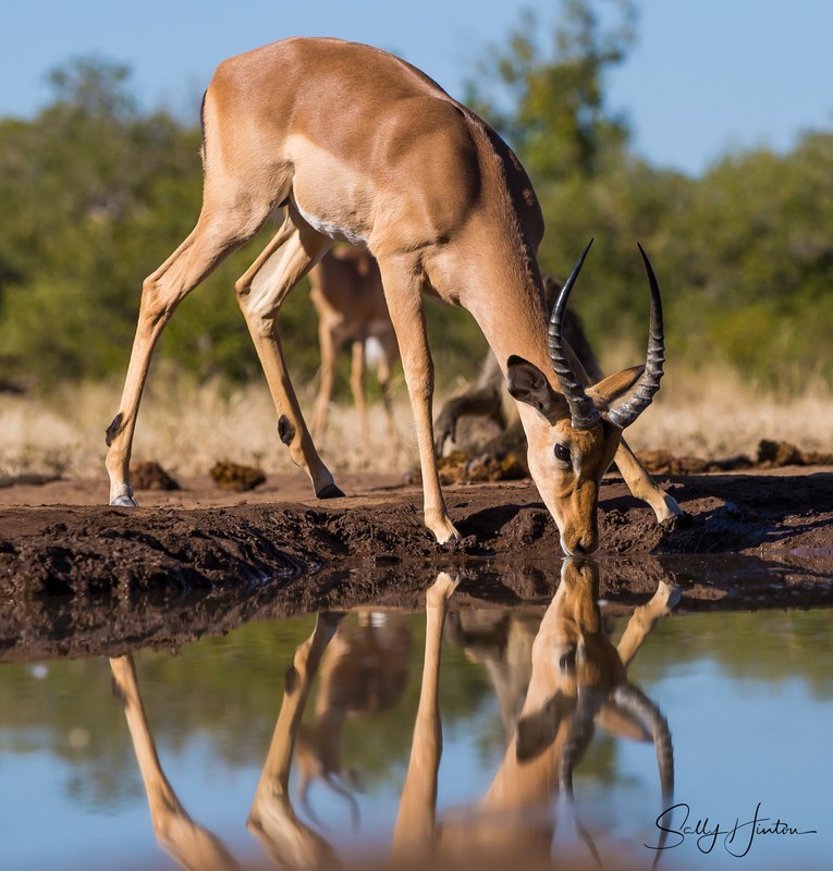 Impala Reflection 3