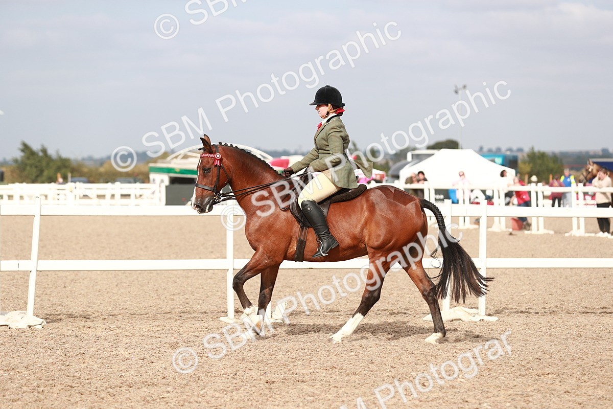 SBM_17532 - Class 215 Ridden Hack/ Riding Horse