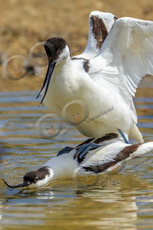 avocet Recurvirostra avosetta-5598 - UK birds