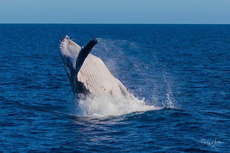 HB Breach 4. 0A3A6076 - Copy - 2025 Hervey Bay Whales