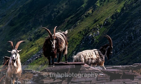 Mountain Goats. - Wales