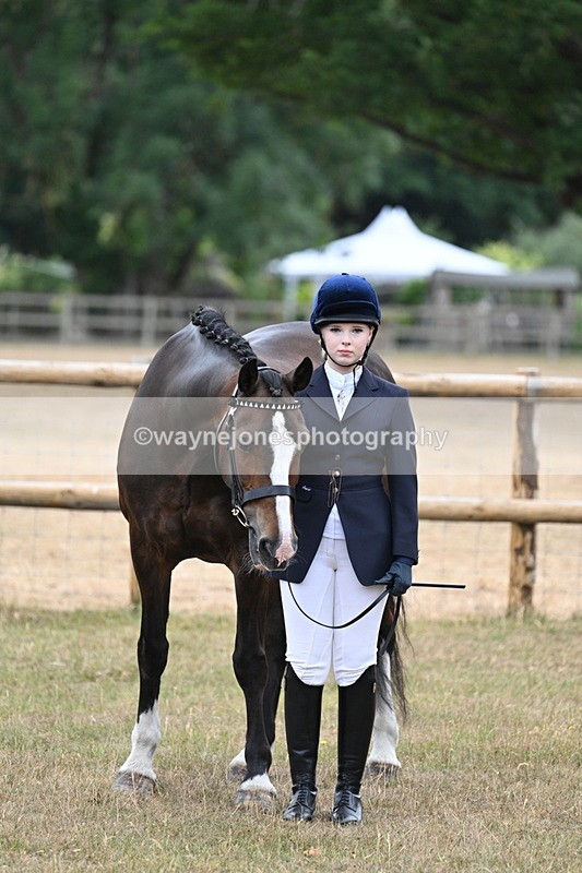 WJ7_9759 - Class 5a Most Handsome Gelding (above 14.2hh)
