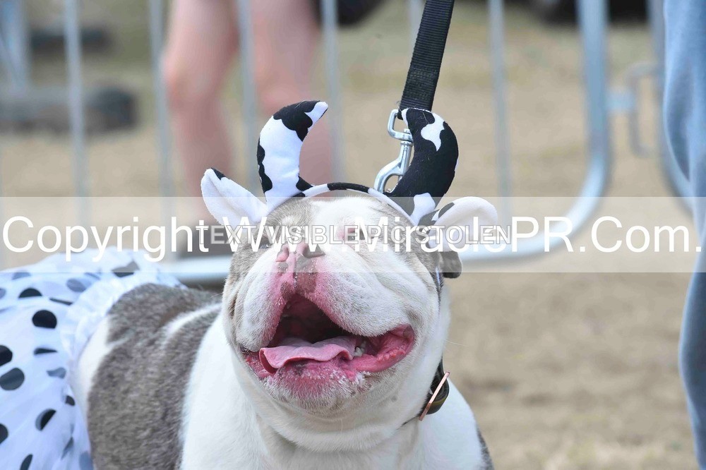 SH4_0277 - Dog show.