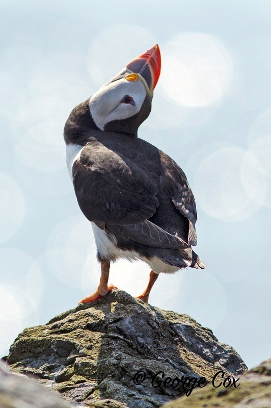 Pufin Farne Islands