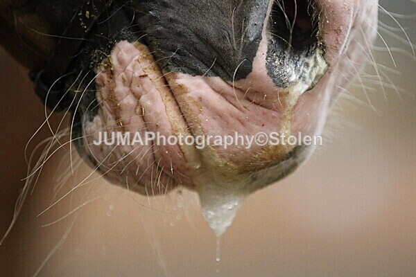 SIAL3225 - Sunday 14th Ridden