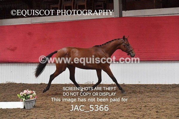 JAC_5366 - 7 L'Espirits Little Unicorn