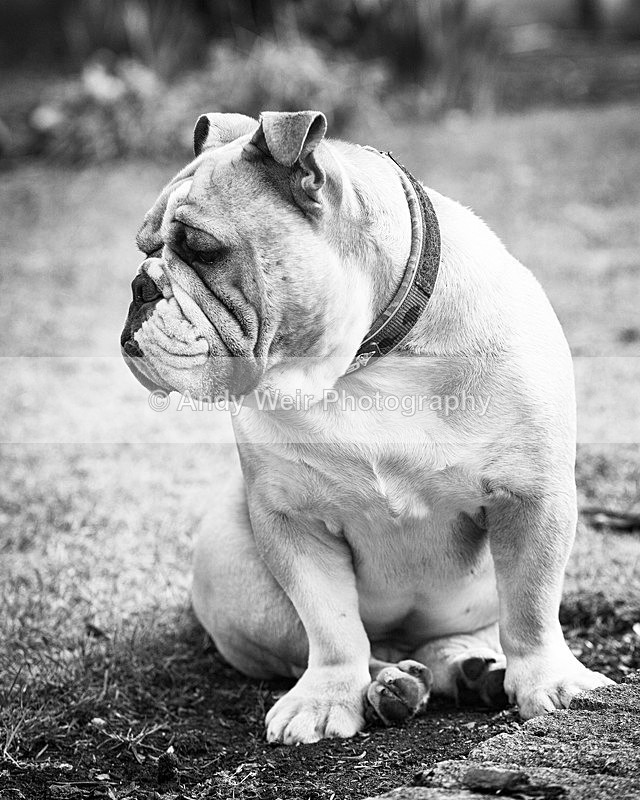 20130303-_MG_2722-1729 - Pets