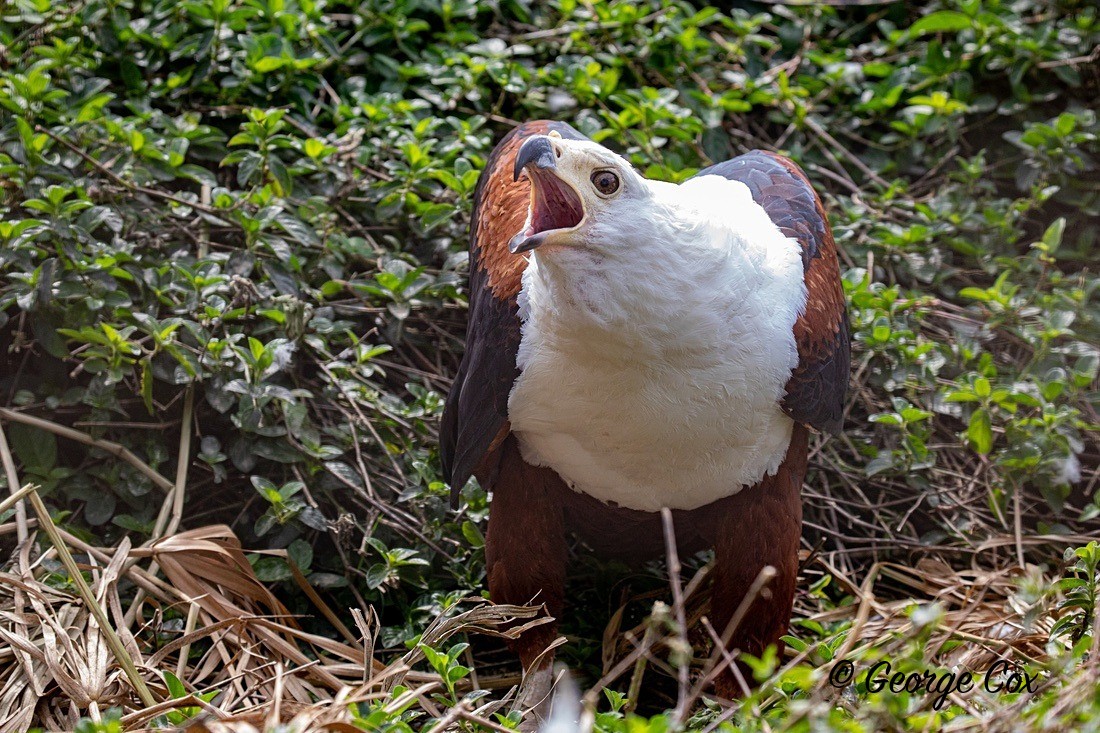Bird African Fish Eagle - South Africa - Limpopo