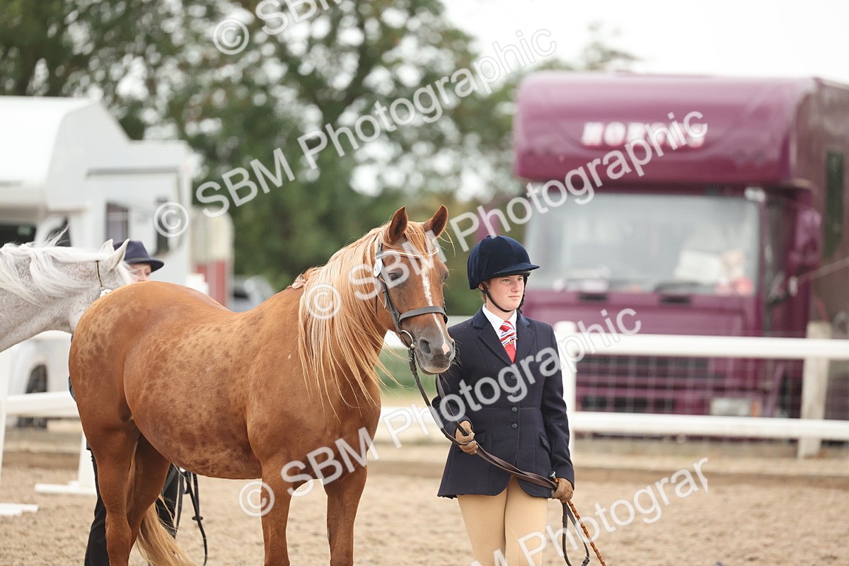 SBM_19389 - Class 317 - IH Pure Bred Horse-Pony