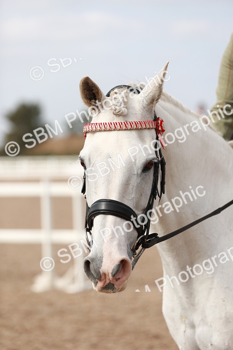 SBM_17544 - Class 215 Ridden Hack/ Riding Horse