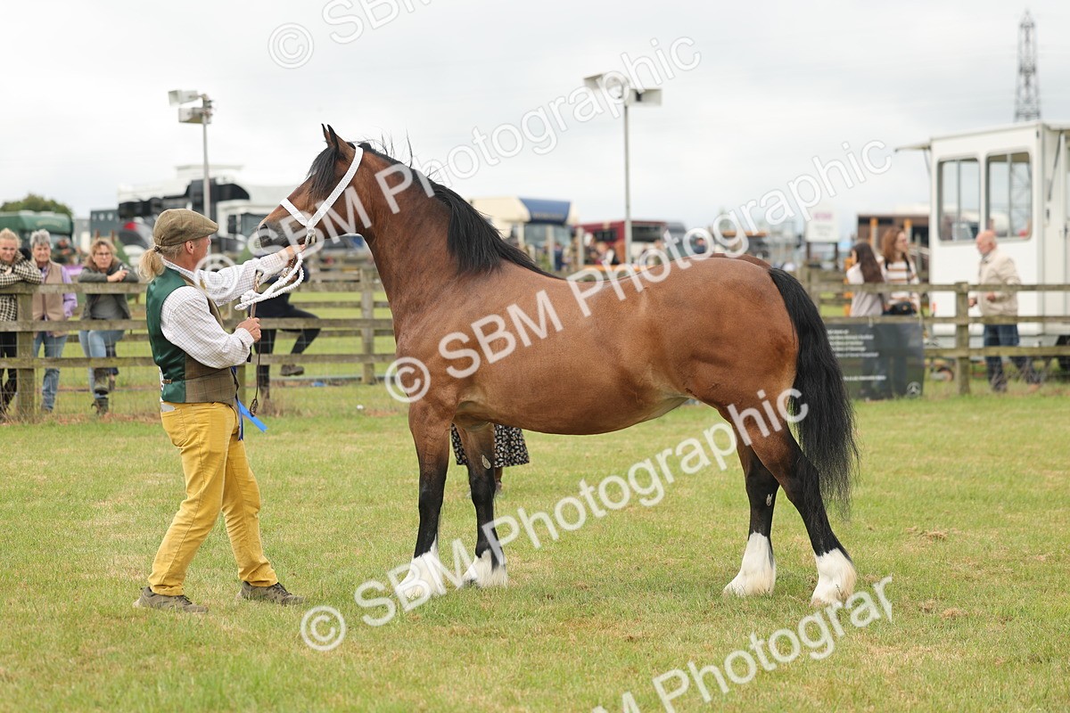 SBM_04979 - Class 50-57 - M&M Welsh Pony In Hand
