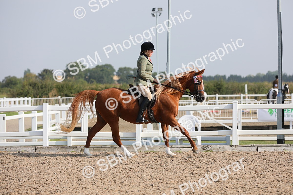 SBM_11343 - Class 305 Ridden Foreign Breeds- Pure Bred
