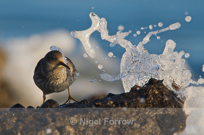 Purple Sandpiper gets splashed by a wave - Purple Sandpiper