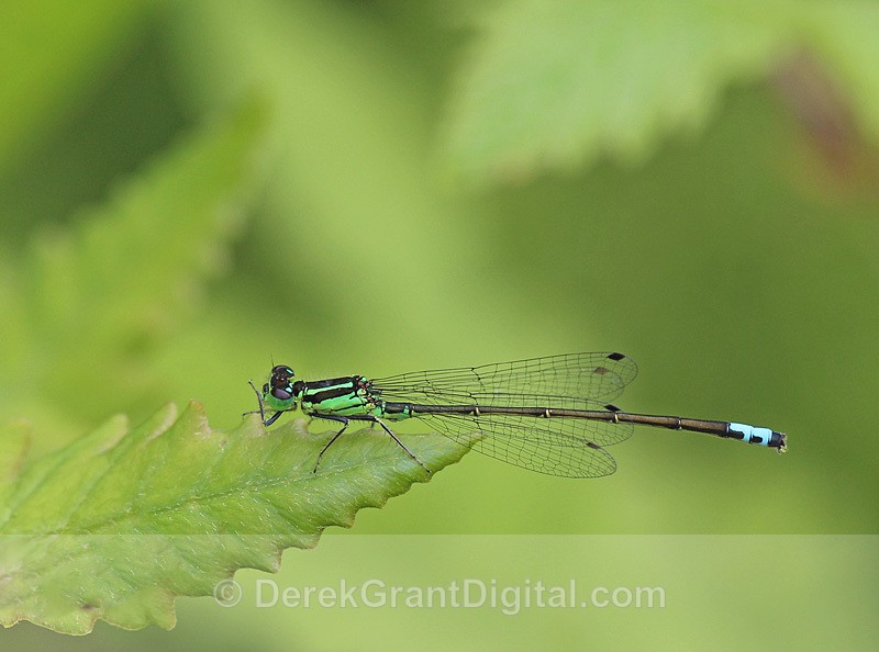 Ischnura verticalis male - Dragonflies of Atlantic Canada