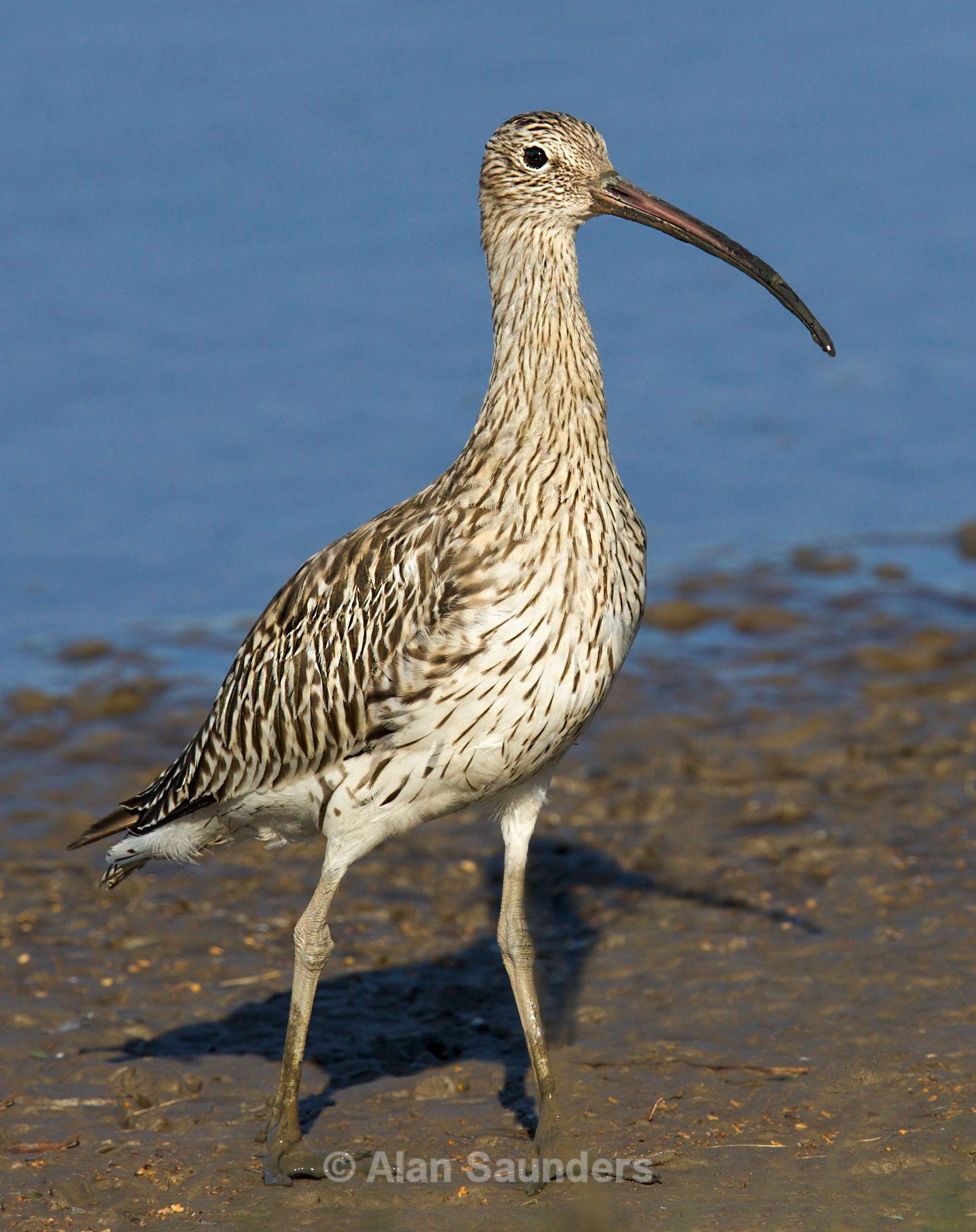 Eurasian Curlew 2
