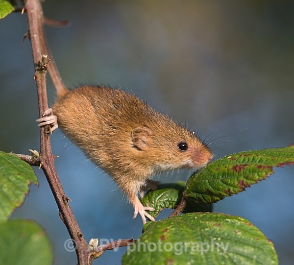 _DSC8361 - Bob's Harvest Mice.