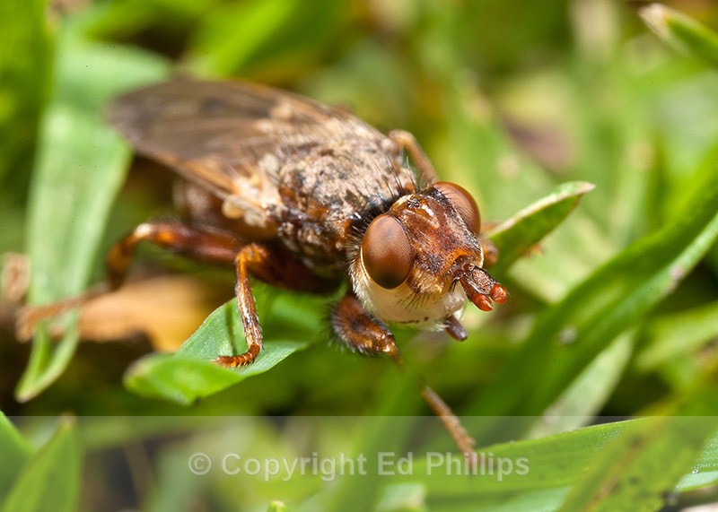 Myopa species - Myopa testacea