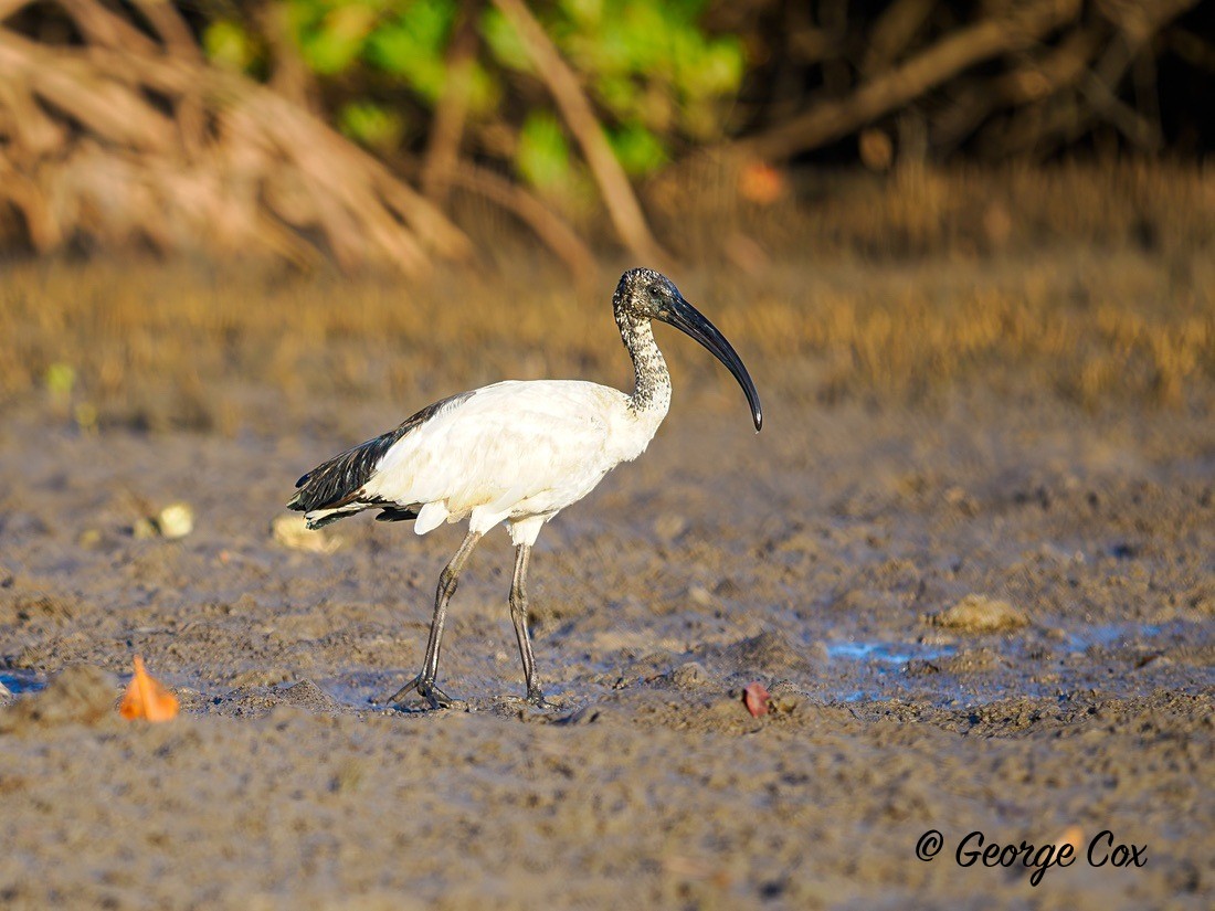 Sacred Ibis - Gambia 2025