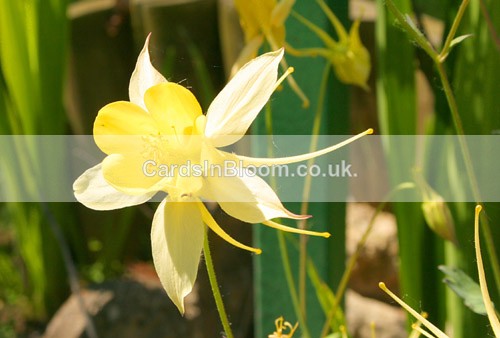Yellow Aquiligia - GARDEN FLOWERS