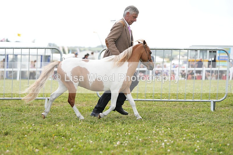 DSC06834 - Class 60: Coloured Pony 4yrs & over