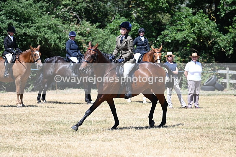 WJ7_3132 - Class 7 Riding Club Show Horse