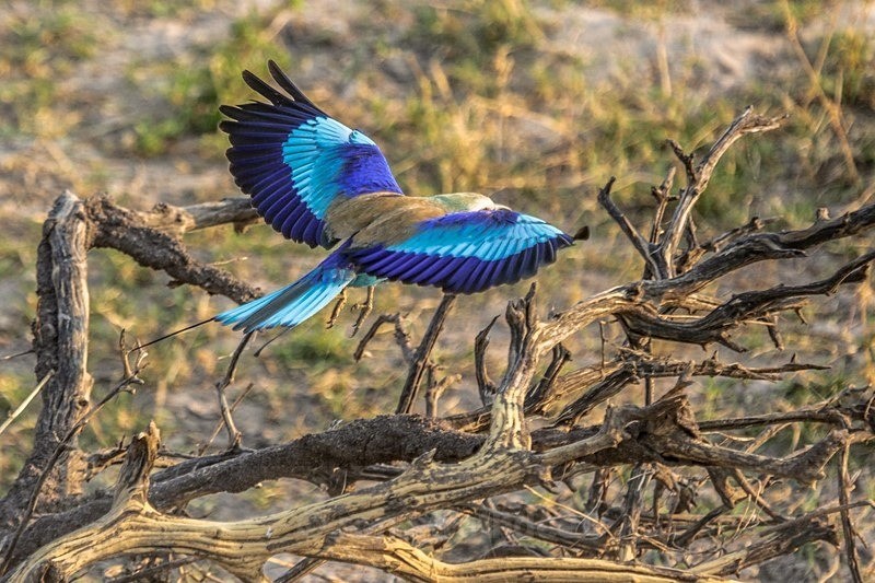 Lilac Breasted Roller Landing - Botswana Wildlife