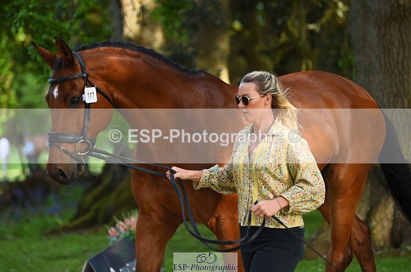 230524-171830-01424 - 177-ARGENTINO_BK-Dani_Evans-WEDTrotUp+DR