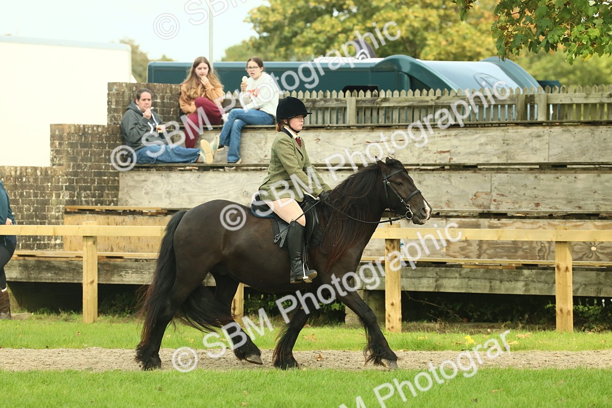 SBM_68205 - S58 - Mini Show Cob Ridden