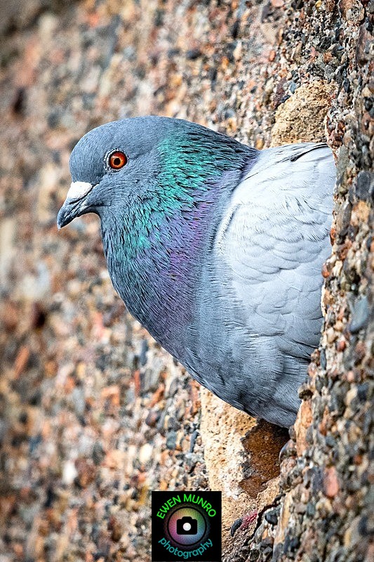 BBG-07-Pigeon in the harbour wall, The Bay, Oban, Argyll - Countryside & Garden Birds