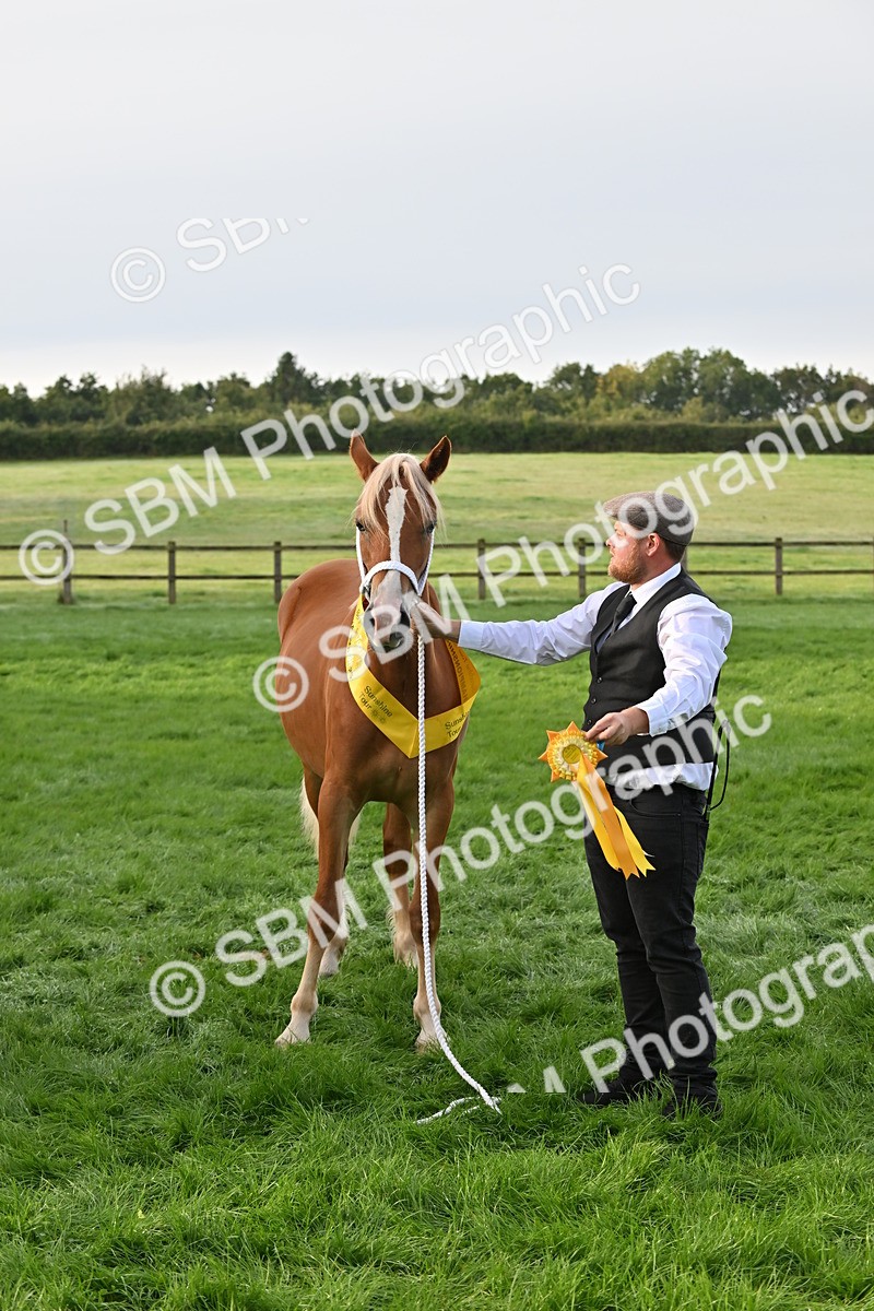 SBM_55375 - S44 - Youngstock In Hand