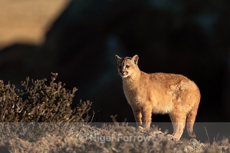 Puma cub, Torres del Paine, Chile - Puma