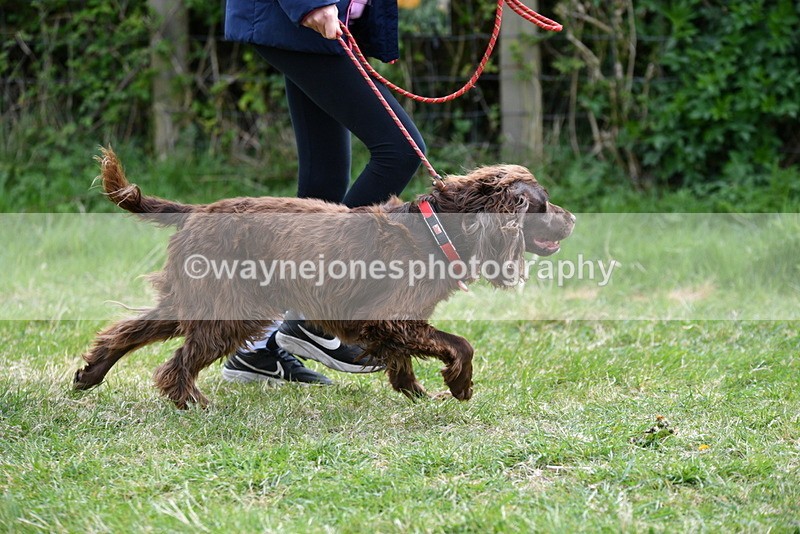 WJ5_9581 - Class 3 Most Handsome Dog