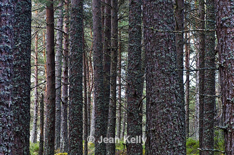 Tree - 0577 - Trees