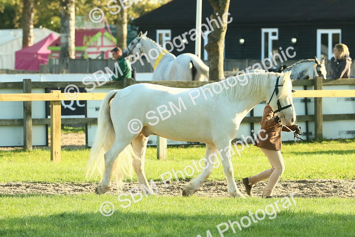 SBM_57371 - S37 - Starters In Hand Showing