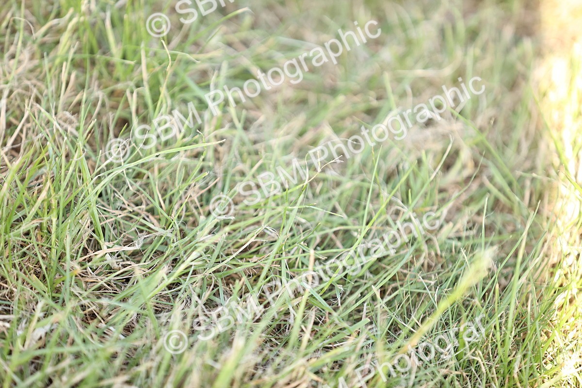 SBM_19715