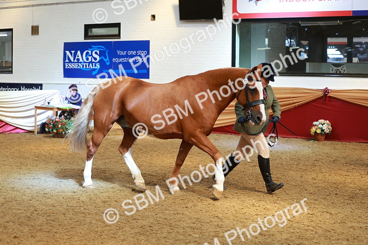 SBM_10710 - Class 103 - HOYS Veteran Qualifier - Ridden Pre Vet
