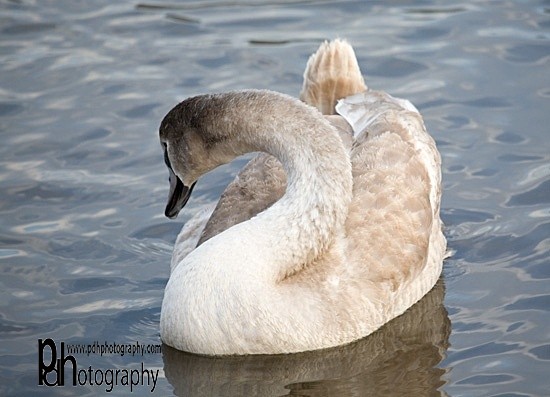 ChewLake_Cygnet-1-0142 - Natural World Birds