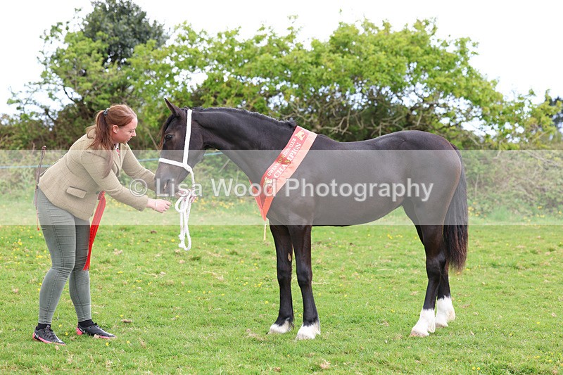 3E7A0920 - In Hand Championship