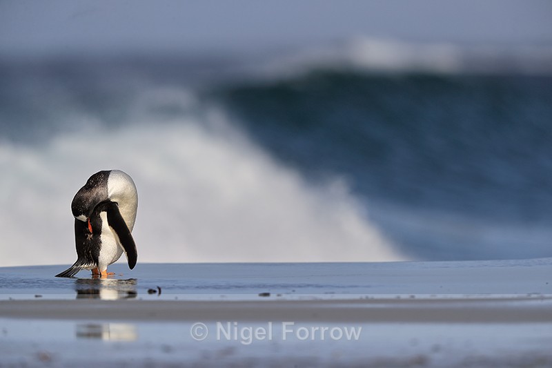 Gentoo Penguin preening on beach, Sea Lion Island - Gentoo Penguin